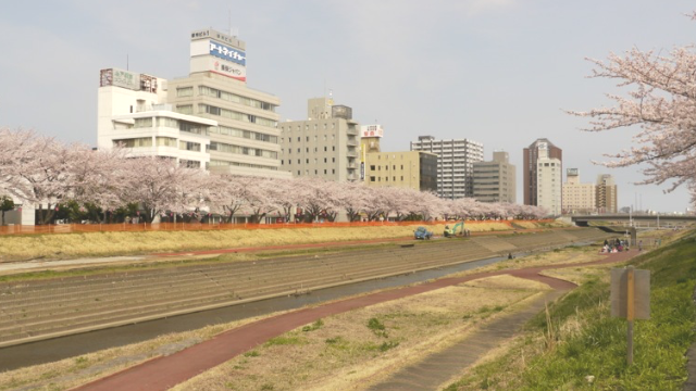 さくら川